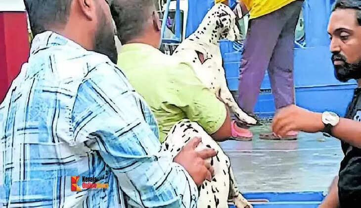 dog