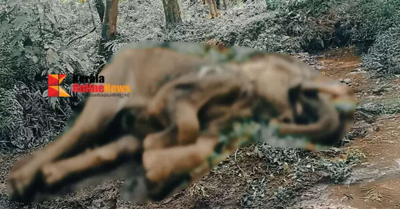 palakkad attappadi elephant death
