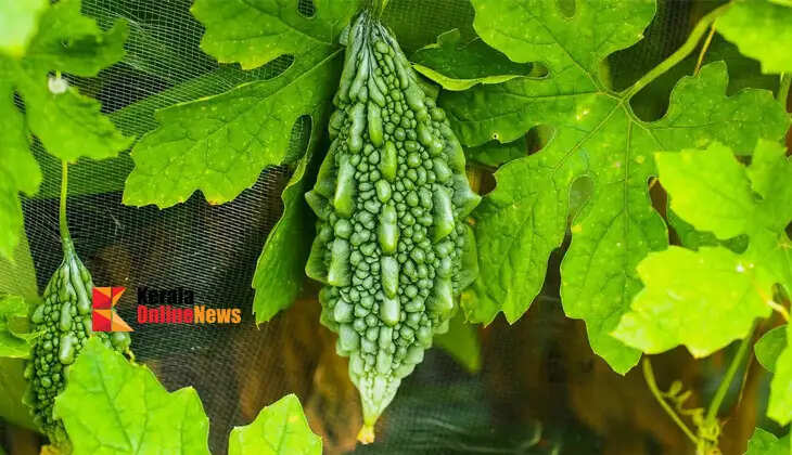 Lack of space? Cultivating papaya is now easier