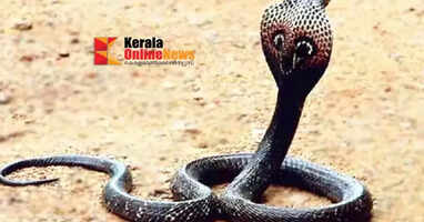 Highly venomous black-footed booby discovered for the first time in Oman