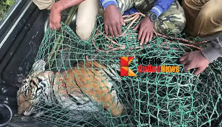 After 28 days of search, man-eating tiger that killed two people in Tamil Nadu caught