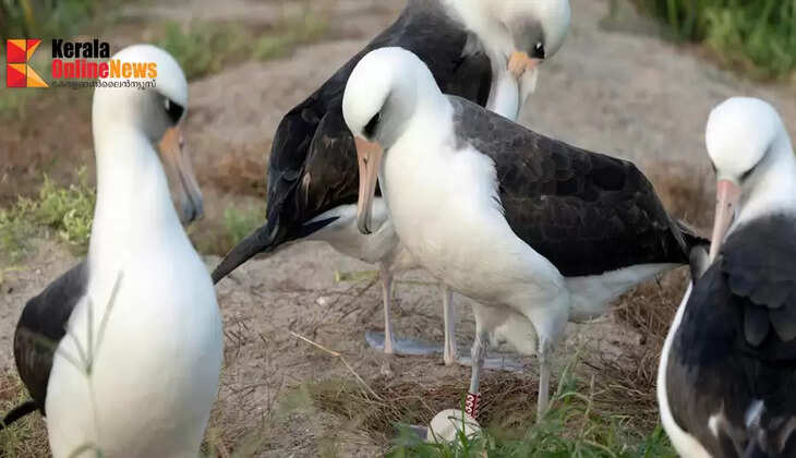 60th egg at age 74; Amazingly the oldest bird in the world