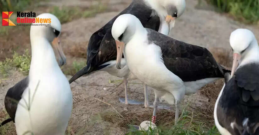 60th egg at age 74; Amazingly the oldest bird in the world