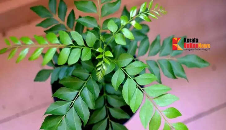 curry leaves