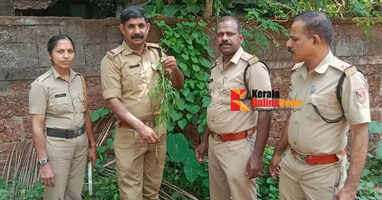 A ganja plant was also found on the road side of Thaliparam Sir Syed College premises