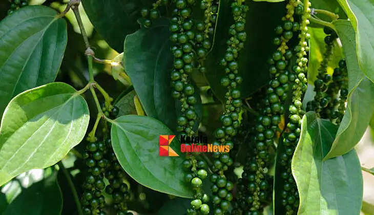 High price and good yield; Vijay loves pepper