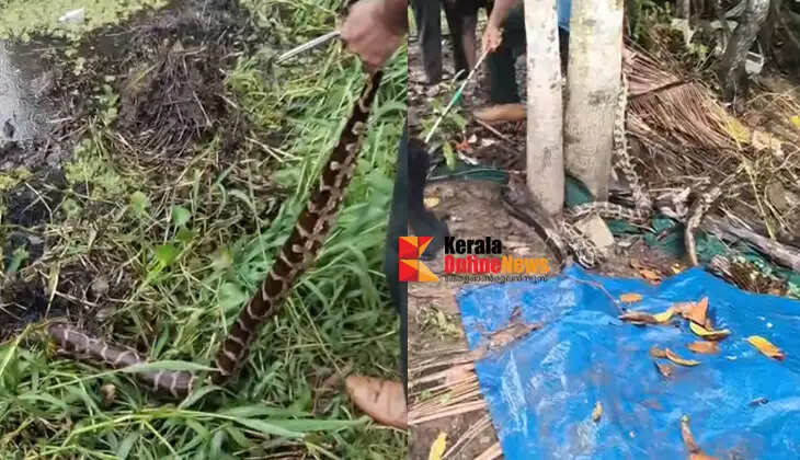 Giant python caught in net trying to swallow fish; rescued and handed over to forest department