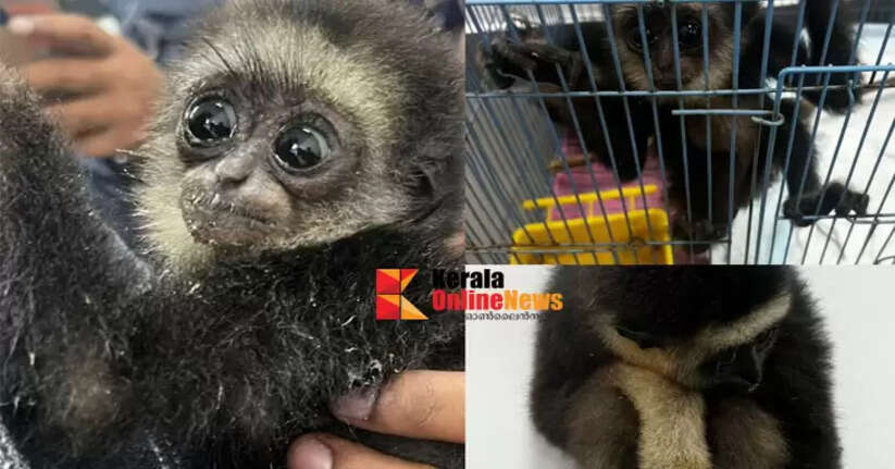 Two people arrested for trying to smuggle 'Gibbon' at Bengaluru airport