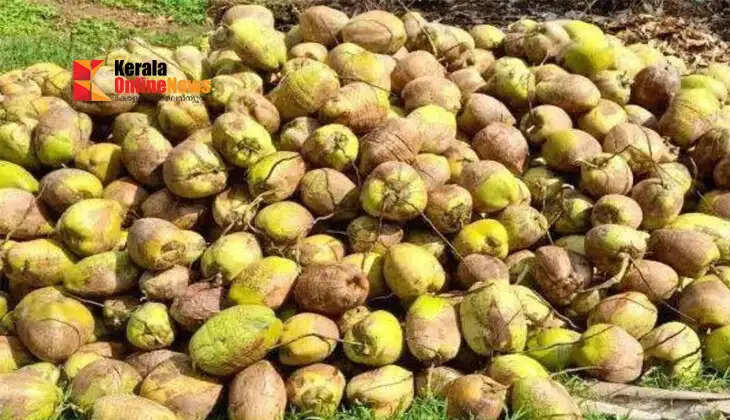 coconut farming 