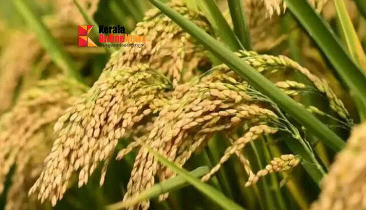 Paddy storage: The state government has sanctioned Rs 50 crore to the State Civil Supplies Corporation.