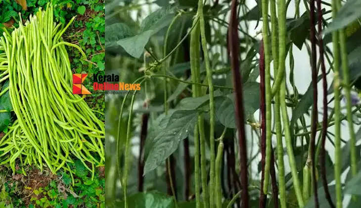 Beans can be easily grown in a vegetable garden.