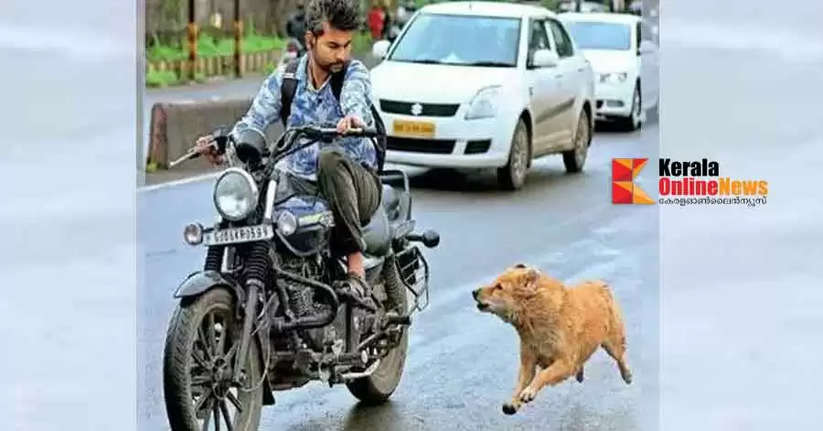 Stray dogs can jump across roads and cause accidents