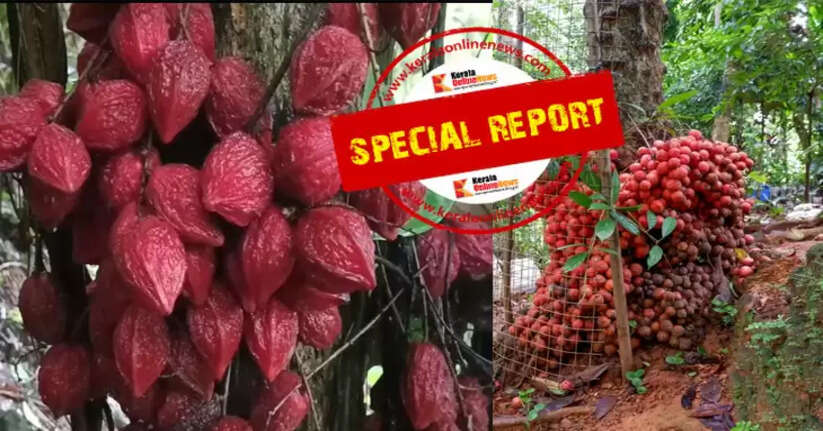 Very Tasty: If this were the case, wild animals would not come to the country for food, know the special features of the Mootilpazam