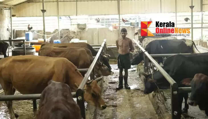 The cows in the cowshed pour milk for Ayyappa