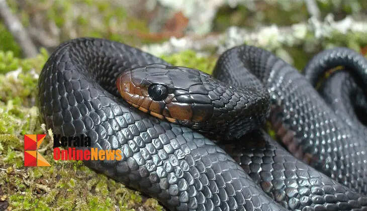 Snakes pose a threat; Forest Department to tighten snake safety checks in schools