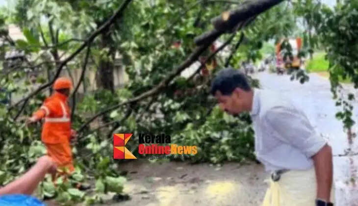 Traffic was disrupted at Chorukkala after a massive tree was uprooted and fell.