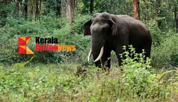 Athirappilly in fear of wild elephants; Forest department officials injured in wild elephant attack in Thumboormuzhi
