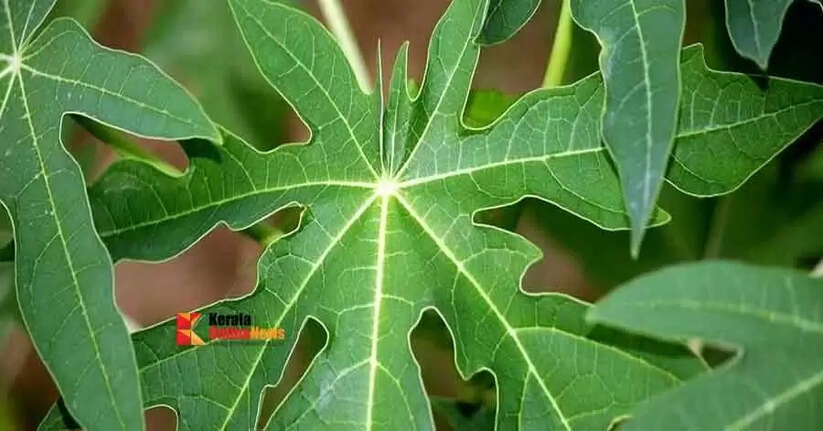 പപ്പായ ഇല