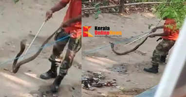 6 feet long cobra at Sabarimala Sannidhanam; Caught and forest department