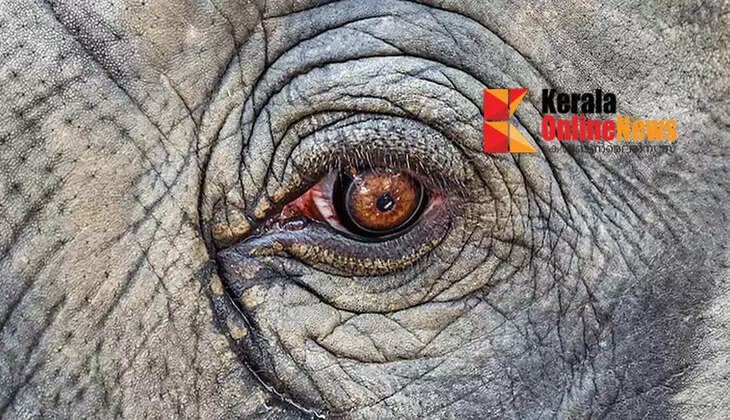  Elephant kills Pappan's life again; Elephant runs away during temple festival