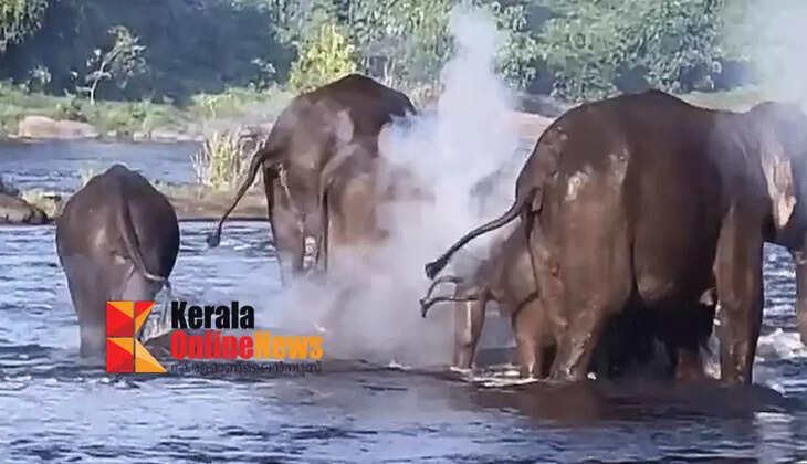 A complaint was filed that a wild elephant was injured during a wild elephant eradication mission conducted by the forest department's rapid action force in the Chalakudy forest division.