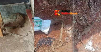 An injured iguana found in Bakkalam was treated and released into its habitat