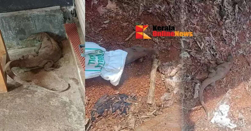 An injured iguana found in Bakkalam was treated and released into its habitat