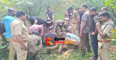 Wild buffalo caught with a drug will be released into the Wayanad Wildlife Sanctuary