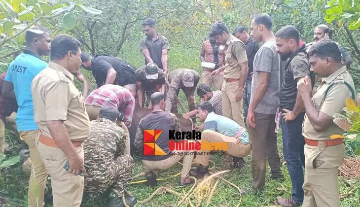 Wild buffalo caught with a drug will be released into the Wayanad Wildlife Sanctuary