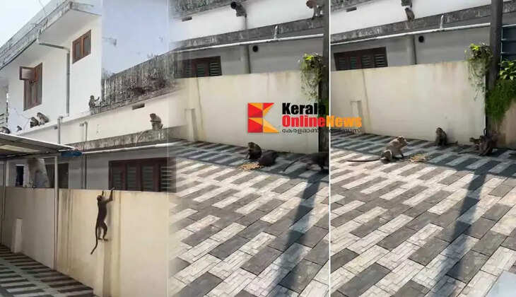 Monkey menace continues in Kolmotta Anthoor Municipality local residents suffer