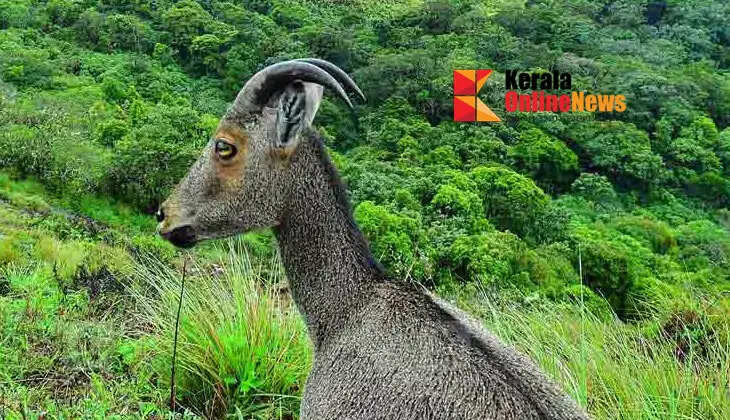 Breeding season of wildebeest;  Visitors to Iravikulam will be banned for two months