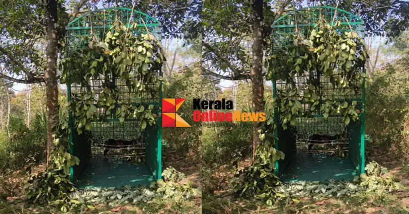 One more cage has been set up at Amarakuni in Wayanad to catch the tiger