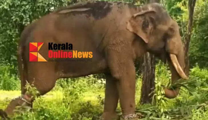 During the shooting of the film elephant ran into the forest