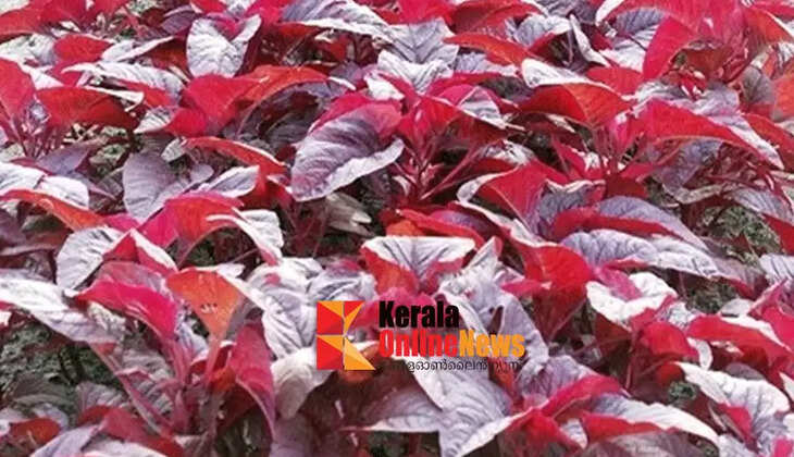 cheera