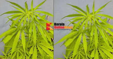 Cannabis plant found in pot on Wayanad national highway