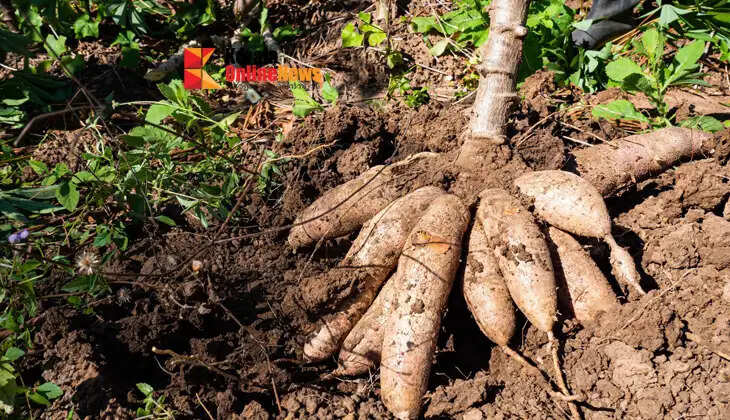 Are the tapioca tubers in your plot small? Don't forget these points during planting.