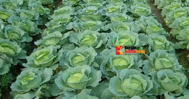 Cabbage Cultivation