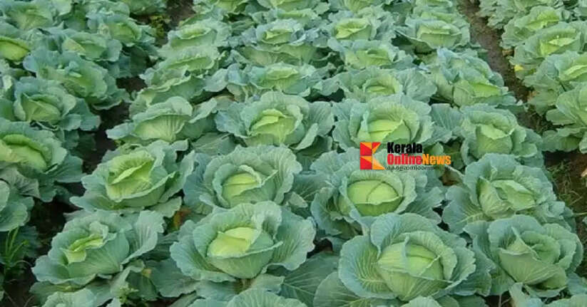 Cabbage Cultivation