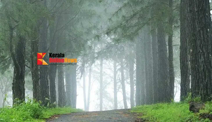 Vagamon: Kottayam's dreamland, where mist and grasslands await.