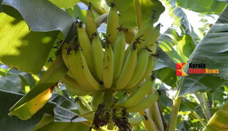 banana
