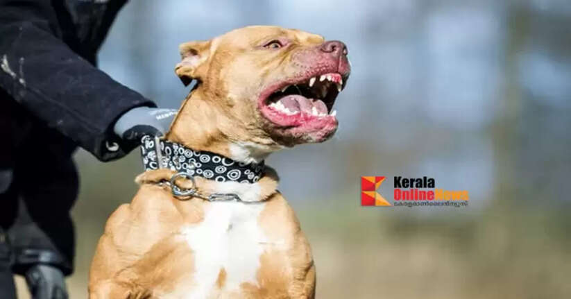 Plea seeking ban on aggressive dogs; Delhi High Court seeks response from Delhi government and Centre