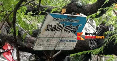 Tamarind tree fell in Thalassery; six two-wheelers damaged