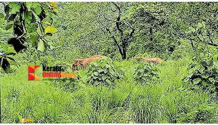 Four wild elephants that entered a residential area in Aralam were chased into the forest.