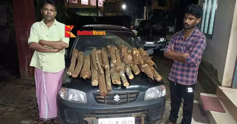 Sandalwood poaching again in Mattannur Two arrested