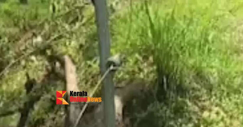 The forest department has started an investigation into the incident of breaking the solar fence built at the cost of lakhs