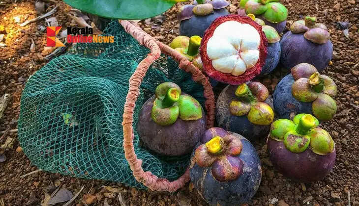 1000 rupees per kilo..! You can earn good income; This is how to cultivate mangosteen