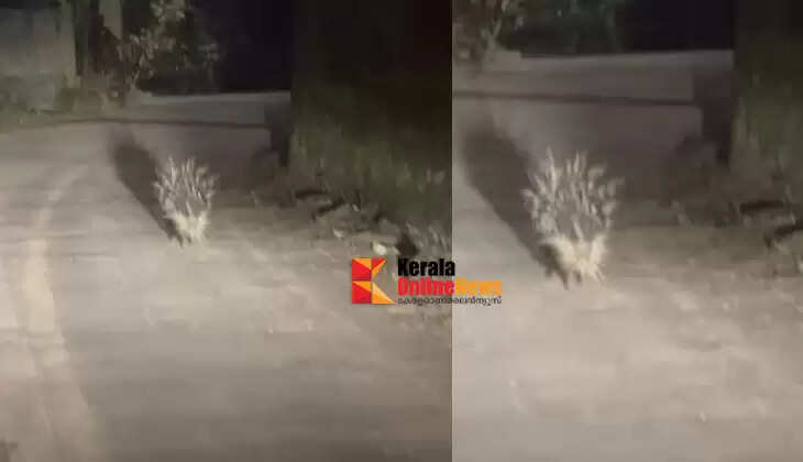 Porcupine