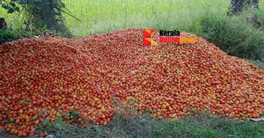 Tomato price