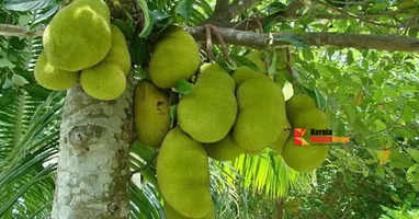 jackfruit