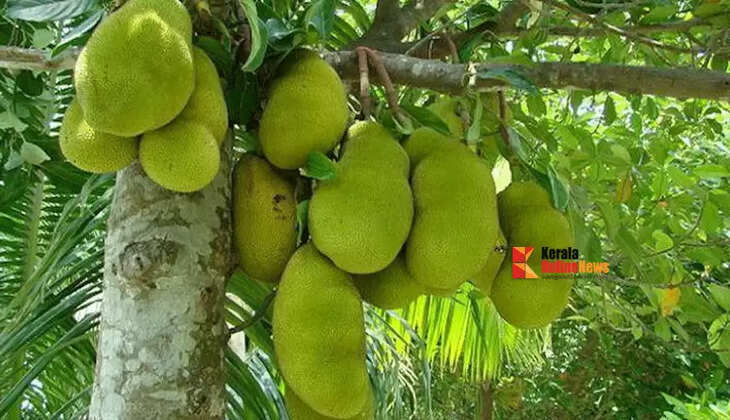 jackfruit